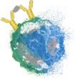 Recombinant Allergen Proteins